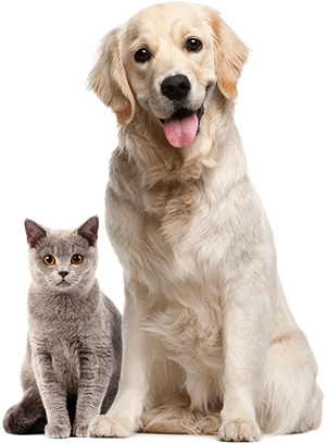 pets